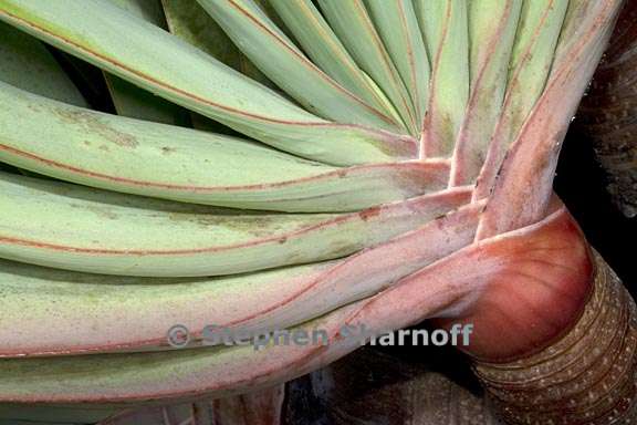 aloe plicatilis 2 graphic